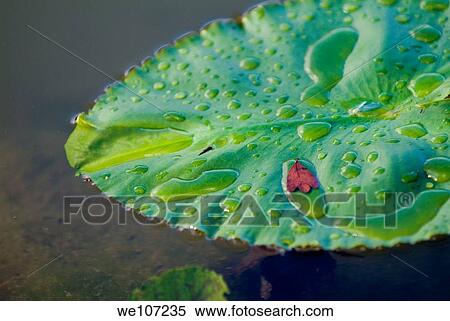 Stock Photography - Dew drops on a water lily leaf. Fotosearch