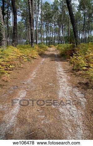 Stock Photo - Dirt path through the Landes Forest, Aquitaine, France. Fotosearch