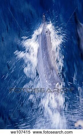 Dolphin swimming through blue tropical waters, Mosso Island, Vanuatu View Large Photo Image Stock Photography - Dolphin swimming through blue tropical waters, Mosso Island, Vanuatu. Fotosearch