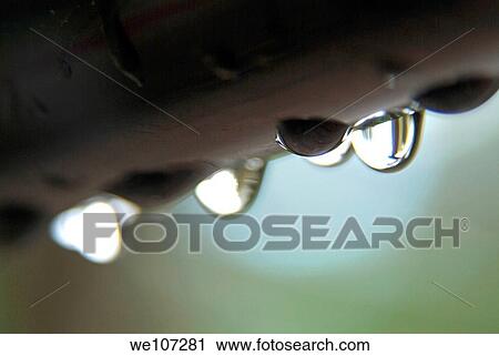 Drops of water about to fall View Large Photo Image Stock Image - Drops of water about to fall. Fotosearch
