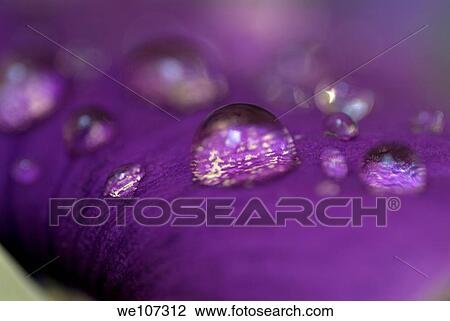 Drops on a purple petal of a viola pansy flower after rain shower View Large Photo Image Stock Image - Drops on a purple petal of a viola pansy flower after rain shower. Fotosearch