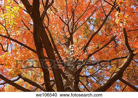 Stock Image - Fall Foliage Berkshires Massachusetts. Fotosearch