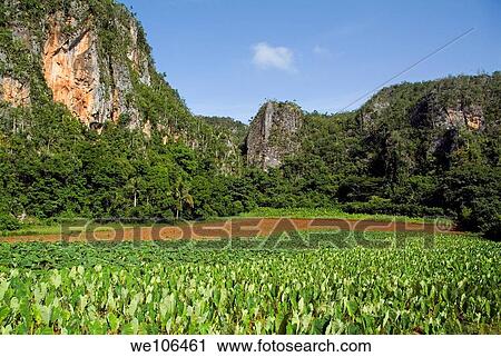 Stock Image - Field of lush crops with the Mogotes in the distance, Vinales Valley, Cuba. Fotosearch