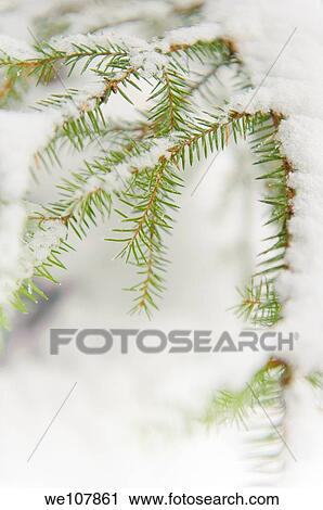 Stock Image - Fir branches covered with snow, Sweden. Fotosearch