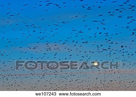 Flock of swallows migrating in spring from Marseille, France, heading towards Africa View Large Photo Image Stock Image - Flock of swallows migrating in spring from Marseille, France, heading towards Africa. Fotosearch