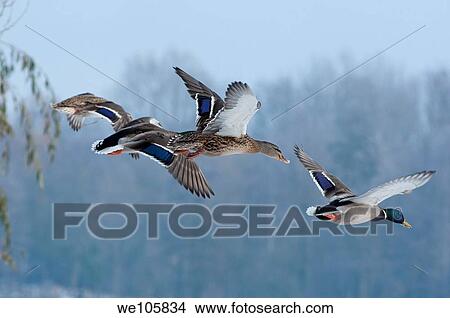 Flying Mallards in Worcestershire England View Large Photo Image Picture - Flying Mallards in Worcestershire England. Fotosearch