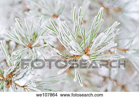 Frosty Pine branches, Sweden View Large Photo Image Picture - Frosty Pine branches, Sweden. Fotosearch