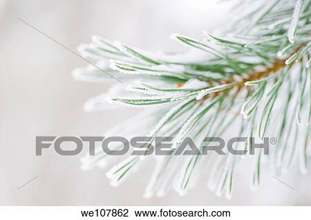 Frosty Pine branches, Sweden View Large Photo Image Stock Image - Frosty Pine branches, Sweden. Fotosearch