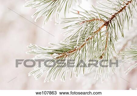 Frosty Pine branches, Sweden View Large Photo Image Stock Image - Frosty Pine branches, Sweden. Fotosearch