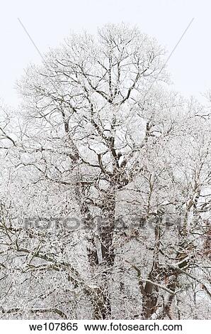 Frosty tree, Sweden View Large Photo Image Stock Photography - Frosty tree, Sweden. Fotosearch