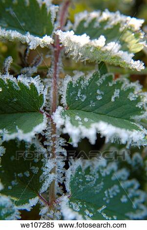 Frozen droplets on leaves in the morning View Large Photo Image Stock Photography - Frozen droplets on leaves in the morning. Fotosearch