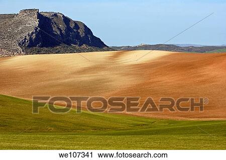 Green pasture near Ronda, Andalusia, Spain View Large Photo Image Stock Image - Green pasture near Ronda, Andalusia, Spain. Fotosearch