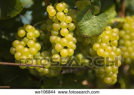 Greenvale Vineyards near Newport, Rhode Island NO MR No PR View Large Photo Image Picture - Greenvale Vineyards near Newport, Rhode Island NO MR No PR. Fotosearch