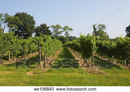 Greenvale Vineyards near Newport, Rhode Island NO MR No PR View Large Photo Image Stock Image - Greenvale Vineyards near Newport, Rhode Island NO MR No PR. Fotosearch
