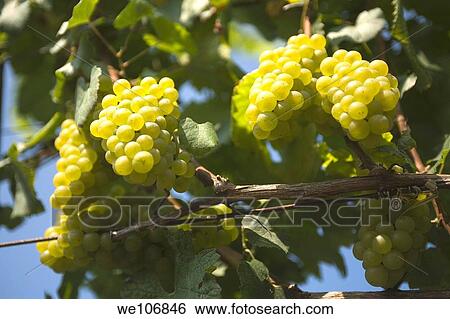 Greenvale Vineyards near Newport, Rhode Island NO MR No PR View Large Photo Image Stock Photograph - Greenvale Vineyards near Newport, Rhode Island NO MR No PR. Fotosearch
