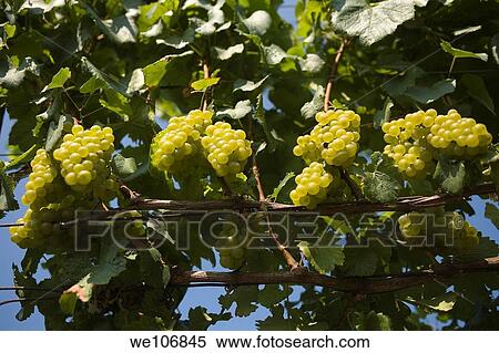 Greenvale Vineyards near Newport, Rhode Island NO MR No PR View Large Photo Image Stock Photography - Greenvale Vineyards near Newport, Rhode Island NO MR No PR. Fotosearch