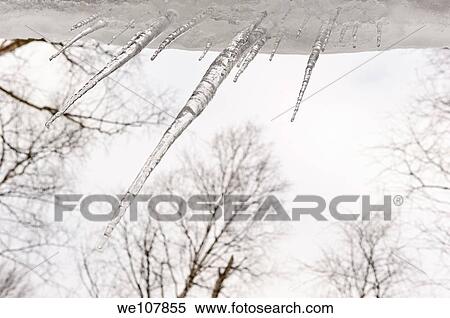Stock Photography - Icicles and trees, Sweden. Fotosearch