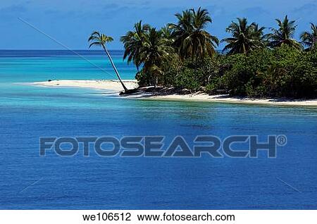 Idyllic palm lined white sand beach surrounded by blue tropical waters, Maldives View Large Photo Image Stock Image - Idyllic palm lined white sand beach surrounded by blue tropical waters, Maldives. Fotosearch
