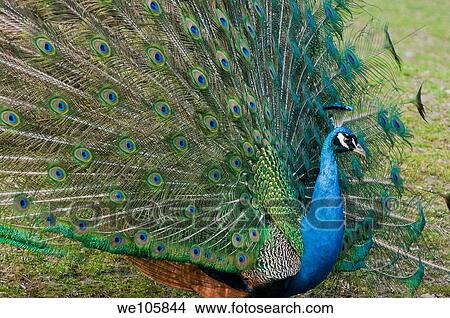 Indian Peacock with tail feathers up View Large Photo Image Picture - Indian Peacock with tail feathers up. Fotosearch