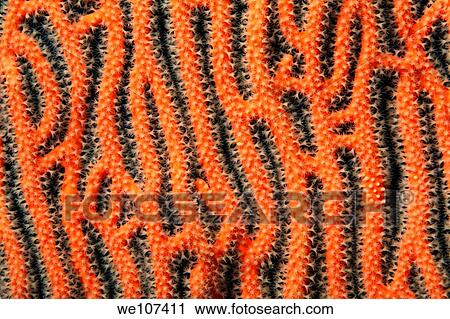 Intricately textured Smooth Sea Fan Annella mollis, Dahofanu, Baa Atoll, Maldives View Large Photo Image Stock Image - Intricately textured Smooth Sea Fan Annella mollis, Dahofanu, Baa Atoll, Maldives. Fotosearch