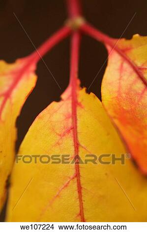 Ivy leaves during Autumn View Large Photo Image Picture - Ivy leaves during Autumn. Fotosearch
