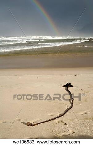 Kelp on sand and Rainbow on Ocean by cloudy day, Hermanus, South Western Cape, South Africa View Large Photo Image Stock Image - Kelp on sand and Rainbow on Ocean by cloudy day, Hermanus, South Western Cape, South Africa. Fotosearch