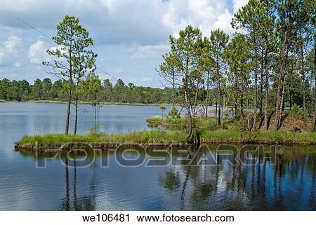 Lake surrounded by trees of Landes Forest, Hostens, Aquitaine, France View Large Photo Image Stock Image - Lake surrounded by trees of Landes Forest, Hostens, Aquitaine, France. Fotosearch