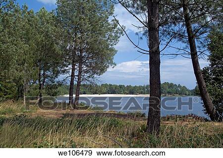 Lake surrounded by trees of Landes Forest, Hostens, Aquitaine, France View Large Photo Image Stock Photo - Lake surrounded by trees of Landes Forest, Hostens, Aquitaine, France. Fotosearch