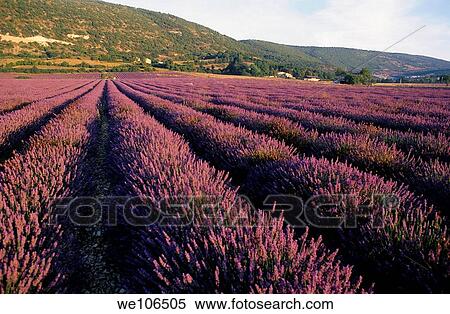 Landscape covered with lavender fields at sunrise View Large Photo Image Stock Photography - Landscape covered with lavender fields at sunrise. Fotosearch
