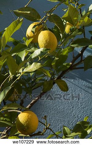 Lemon tree casting shadows on wall View Large Photo Image Stock Photo - Lemon tree casting shadows on wall. Fotosearch