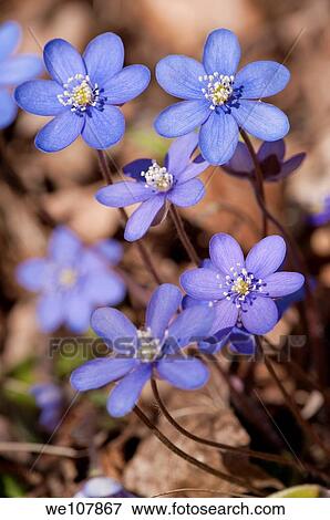 Liverwort Hepatica nobilis, Sweden View Large Photo Image Stock Photo - Liverwort Hepatica nobilis, Sweden. Fotosearch