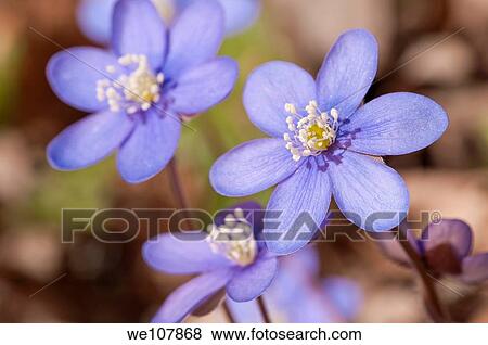 Liverwort Hepatica nobilis, Sweden View Large Photo Image Stock Photo - Liverwort Hepatica nobilis, Sweden. Fotosearch