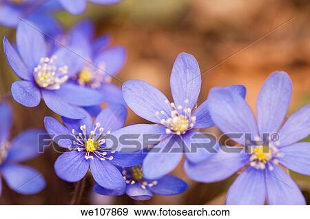 Stock Photo - Liverwort Hepatica nobilis, Sweden. Fotosearch