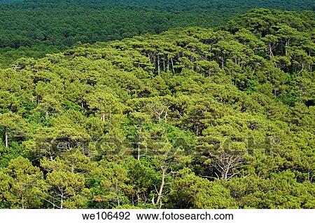 Lush treetops of Landes Forest, Aquitaine, France View Large Photo Image Stock Image - Lush treetops of Landes Forest, Aquitaine, France. Fotosearch