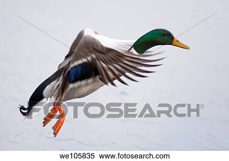 Stock Photography - Mallard drake landing on a frozen lake UK. Fotosearch