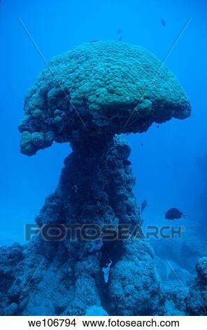 Picture - Massive pore resembling a mushroom in Boulari Channel, Noumea Lagoon, New Caledonia. Fotosearch