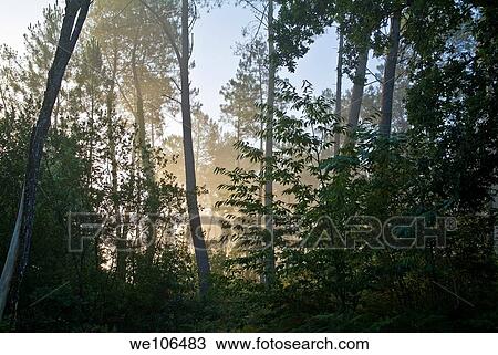 Morning fog surrounds the trees in Landes Forest, Aquitaine, France View Large Photo Image Stock Image - Morning fog surrounds the trees in Landes Forest, Aquitaine, France. Fotosearch