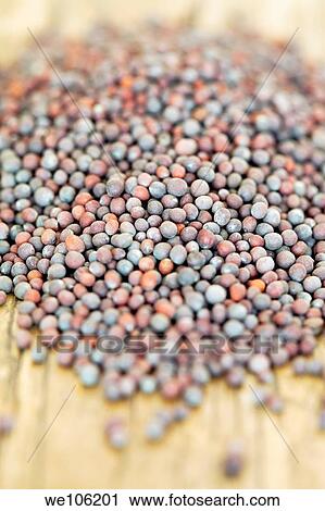 Stock Image - Mustard Seeds. Fotosearch