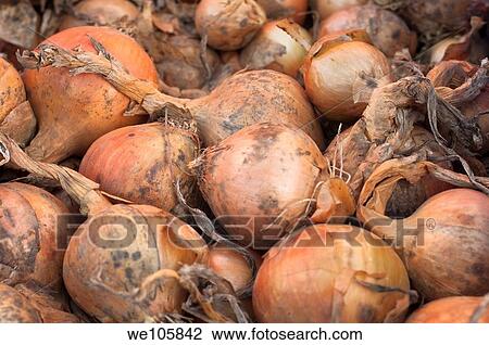 Stock Image - Onions for sale at local market. Fotosearch