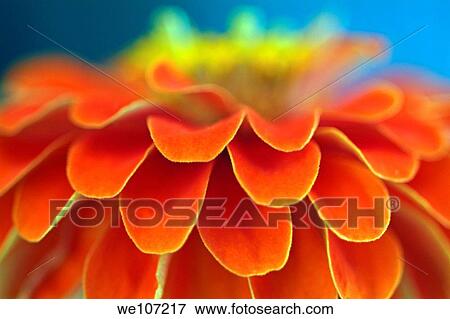 Orange common zinnia zinnia elegans in garden View Large Photo Image Stock Photo - Orange common zinnia zinnia elegans in garden. Fotosearch