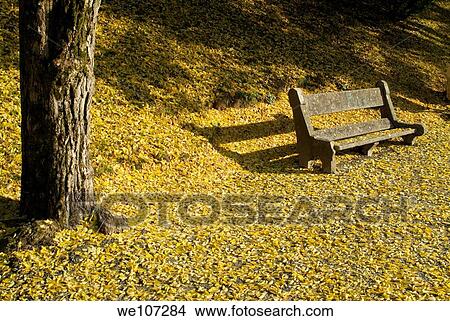 Picture - Park bench surrounded by fallen autumn leaves, Ruy, Isère, France. Fotosearch