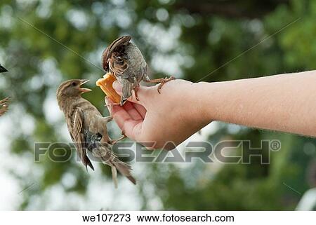Person feeding two friendly sparrows in a public park, Paris, France View Large Photo Image Stock Image - Person feeding two friendly sparrows in a public park, Paris, France. Fotosearch