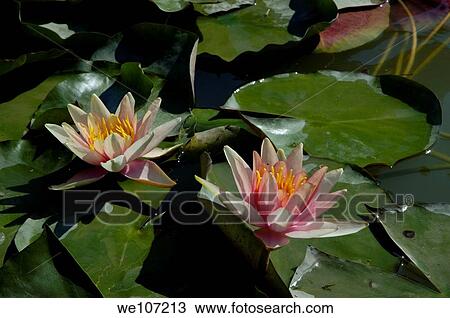 Pink lotus flowers and water lilly in pond View Large Photo Image Stock Image - Pink lotus flowers and water lilly in pond. Fotosearch