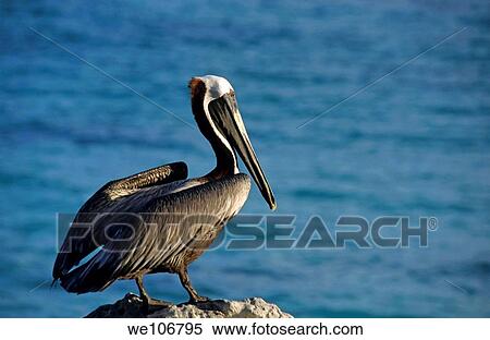 Portrait of a pelican facing the Caribbean Sea from Cancun, Mexico View Large Photo Image Stock Photography - Portrait of a pelican facing the Caribbean Sea from Cancun, Mexico. Fotosearch