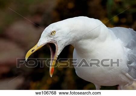 Portrait of a seagull calling with his mouth open View Large Photo Image Stock Photo - Portrait of a seagull calling with his mouth open. Fotosearch