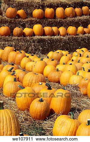Pumpkins for sale in a local farmers market View Large Photo Image Stock Image - Pumpkins for sale in a local farmers market. Fotosearch