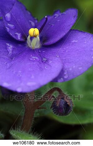 Stock Image - Purple African violet Flower, Saintpaulia ionantha. Fotosearch