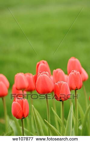 Red Tulips, Sweden View Large Photo Image Stock Photo - Red Tulips, Sweden. Fotosearch