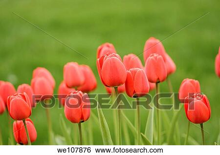 Stock Photograph - Red Tulips, Sweden. Fotosearch