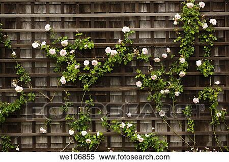 Roses on Home Nantucket, Massachusetts NO MR NO PR View Large Photo Image Stock Photography - Roses on Home Nantucket, Massachusetts NO MR NO PR. Fotosearch
